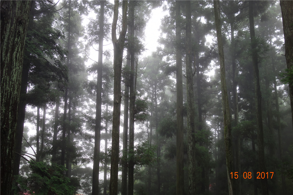 麻将胡了模拟器pg下载-麻将胡了模拟器pg下载2025最新版本